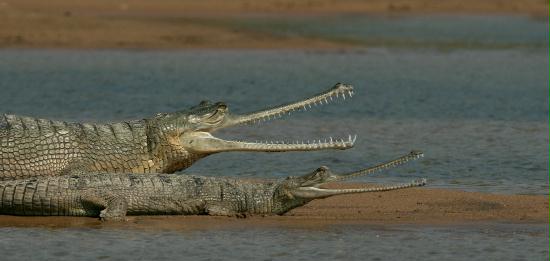 Gharials, Chambal River, Uttar Pradesh, India
